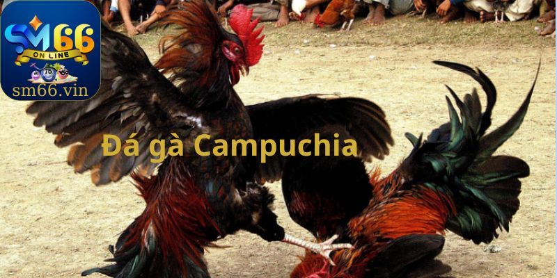 Đá gà Campuchia 