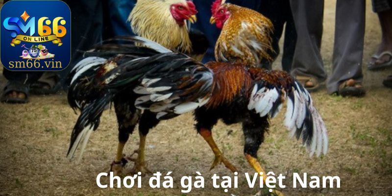 Chơi đá gà tại Việt Nam